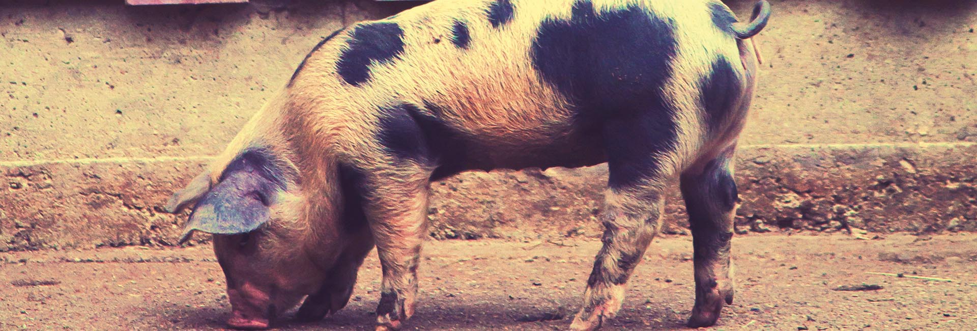 Schwein auf der Straße - Symbolbild für das Stück "Animal Farm